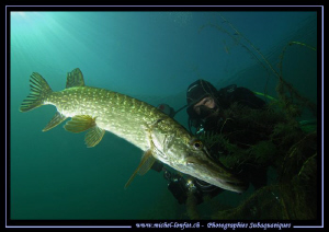 My good old Friend Sveny Boy with my good old friend Mist... by Michel Lonfat 